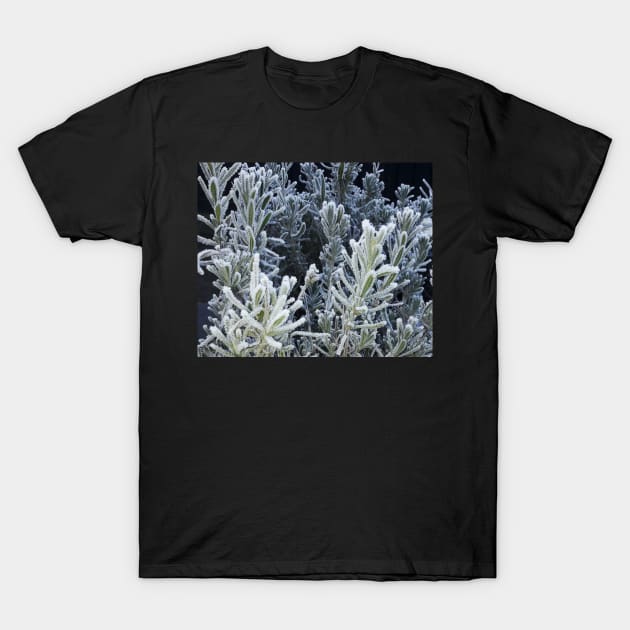 Winter, frozen lavender. T-Shirt by robelf